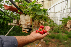 مزرعة الزراعه الأمنة (مزرعة الأخوة)